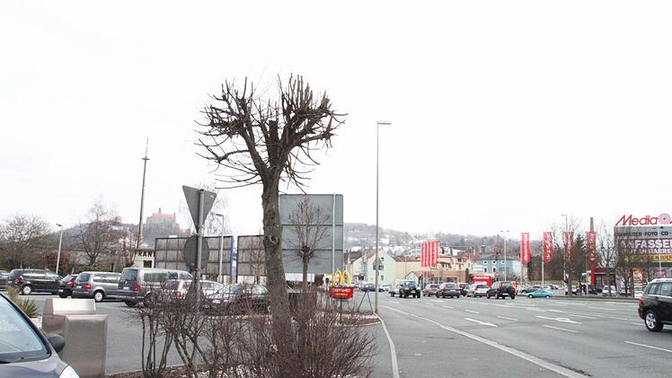 Auch dieser Baum in der Saalfelder Straße wurde nach Volker Wacks Ansicht im Übermaß gestutzt.