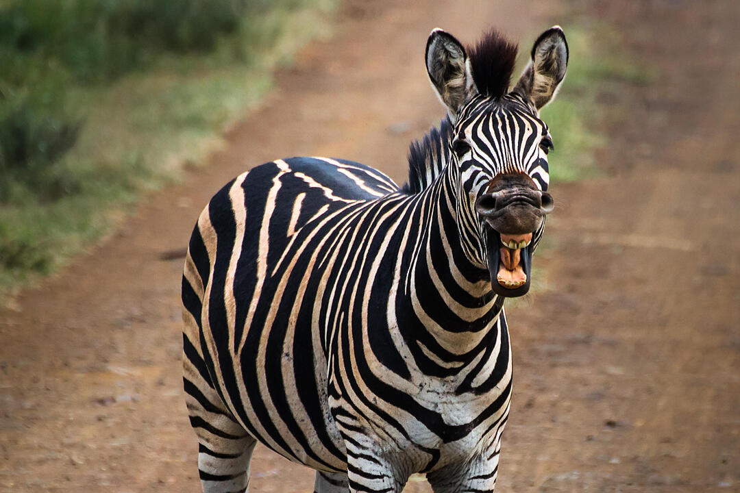 Fotos Konrad Thomann