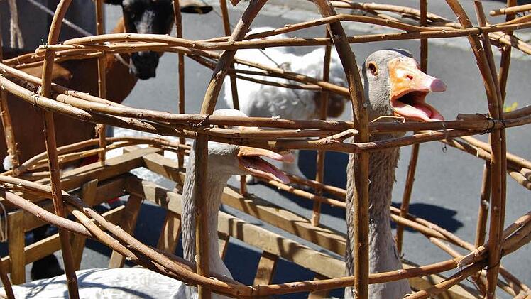 Sogar die Gänse schnappten nach frischer Luft. Foto: Sigismund von Dobschütz