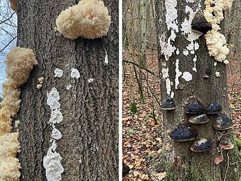 pilzfund-unterfranken-stadtwald-wuerzburg-stachelbart-rote-liste-bayern-naturschutz-totholz