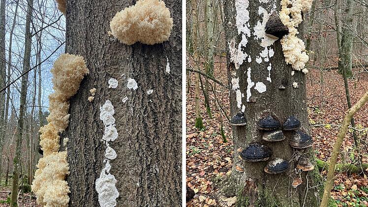 SplitImage 1733829233