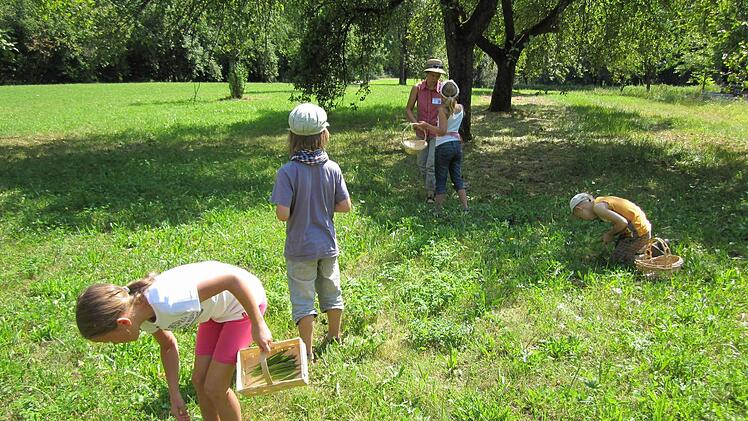 Zum Kräutersammeln schwärmten die Zeiler Buben und Mädchen aus, die das Ferienprogramm-Angebot des Zeiler Obst- und Gartenbauvereins mitmachten. Fotos: Maria Reinwand