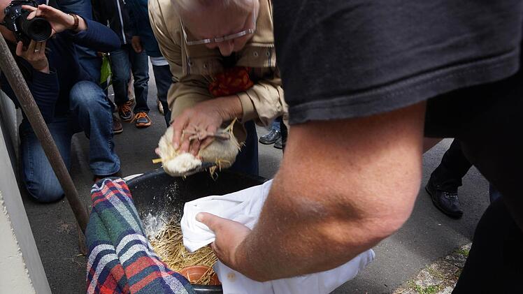 Die Küken werden zum Transport eingepackt