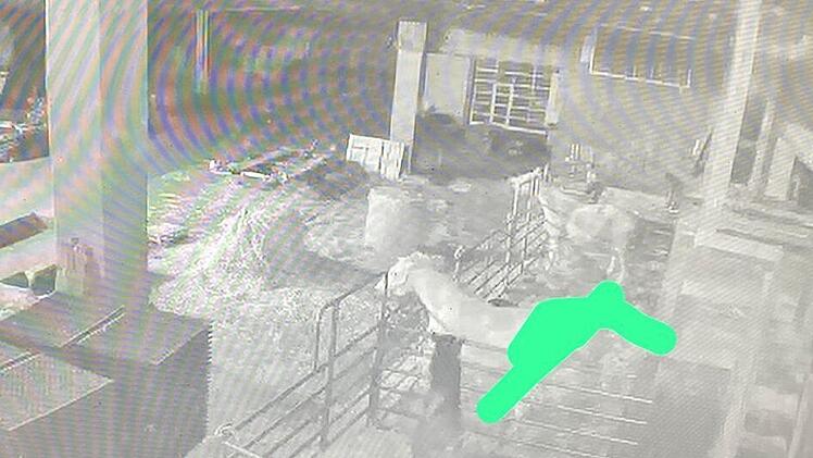 Kreis Coburg: Pferde über Jahre hinweg verstümmelt - Besitzerin setzt Belohnung für Hinweise aus