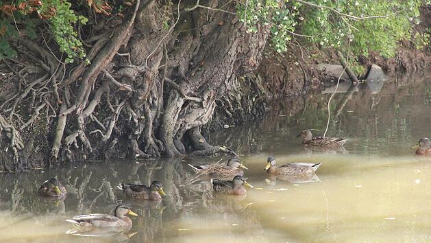 Niedrigwasser herrscht in den Flüssen und Bächen des Landkreises. Die Enten auf der Saale scheint das noch wenig zu stören. Foto: Heike Beudert