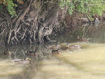Niedrigwasser herrscht in den Flüssen und Bächen des Landkreises. Die Enten auf der Saale scheint das noch wenig zu stören. Foto: Heike Beudert