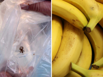Hofheim: Feuerwehreinsatz in Supermarkt - Spinne in Bananenlieferung gefunden