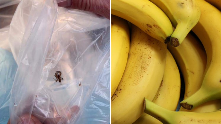 Hofheim: Feuerwehreinsatz in Supermarkt - Spinne in Bananenlieferung gefunden