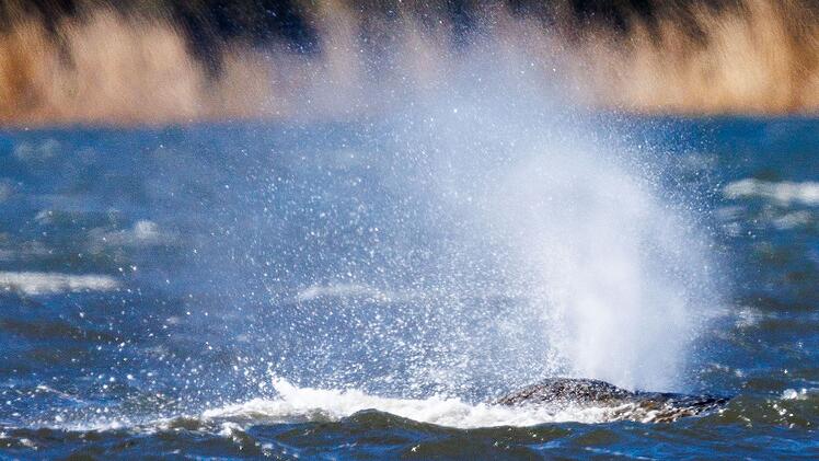Rettungsaktion f&uuml;r den Buckelwal