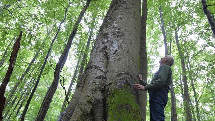 Geschützt - nicht geschützt - doch geschützt? Vor lauter Buchen ist der Steigerwald oft nicht mehr klar zu sehen. Foto: Ronald Rinklef