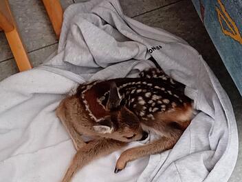 Niederbayern: Schüler (14) findet Rehkitz und bringt es zur Schule