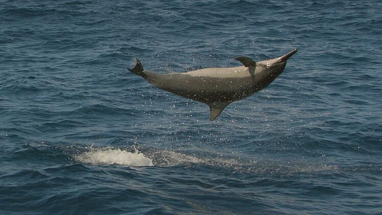 Ein Spinner-Delfin zeigt sich nach seiner Nachtruhe beim Sprung vor der Insel Mau'i.