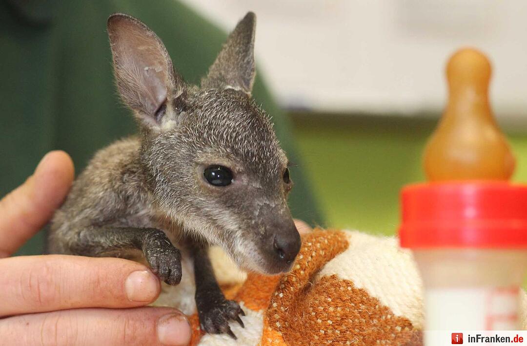 Kängurubaby im Tierpark Köthen