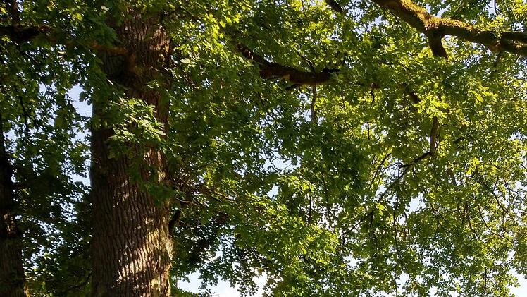 Mitglieder der MS-Selbsthilfegruppe Bad Brückenau bei einem Treffen nahe des Fahrradmuseums. Foto: Andre Pfister