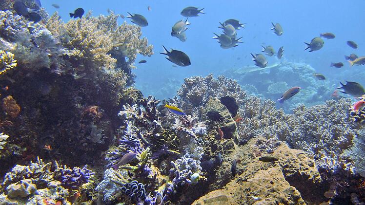 IUCN: 96 Prozent der Flachwasser-Korallenriffe stark bedroht