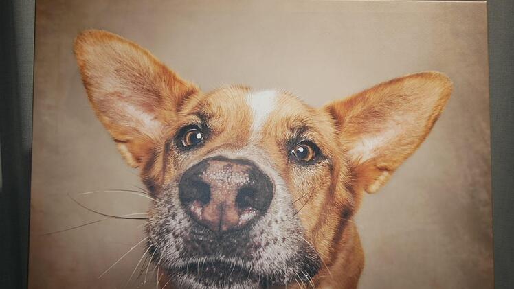Ein Hundefoto von Kati Schmidt Foto: Manja von Nida