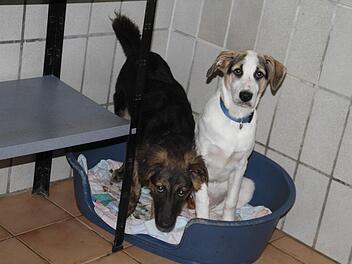 Den Hunden, die in der Quarantänestation des Lichtenfelser Tierheims untergebracht sind, ist die lange Fahrt unter unwürdigen Bedingungen anzumerken.