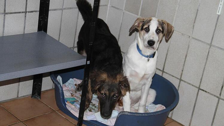 Den Hunden, die in der Quarantänestation des Lichtenfelser Tierheims untergebracht sind, ist die lange Fahrt unter unwürdigen Bedingungen anzumerken.