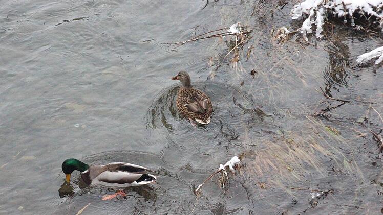 Bibbernde Enten? Foto: privat