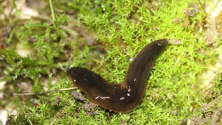 Der "Obama Nungara" bereitet derzeit zahlreichen Forschern Sorgen. Er verbreitete sich deutlich schneller und umfassender als bislang angenommen. Foto: Xavier Japiot/Privat