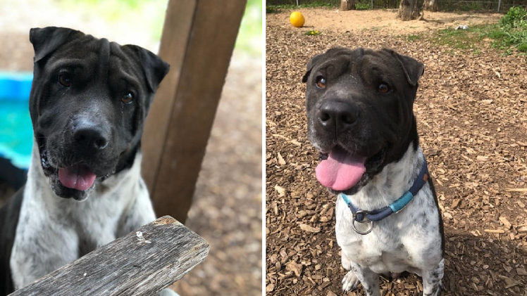 Tierheim Hersbruck: Treuer Hund Otis wurde abgegeben - doch er braucht Menschen, die er besch&uuml;tzen kann