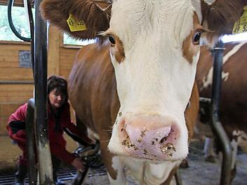 Milchkühe, zur Hochleistungen gezwungen? Foto: Jennifer Hauser