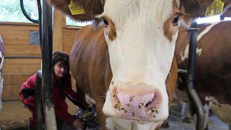 Milchkühe, zur Hochleistungen gezwungen? Foto: Jennifer Hauser