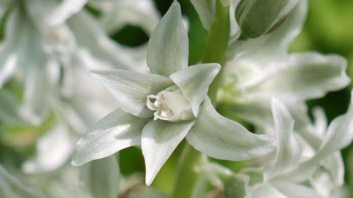 Nickender Milchstern