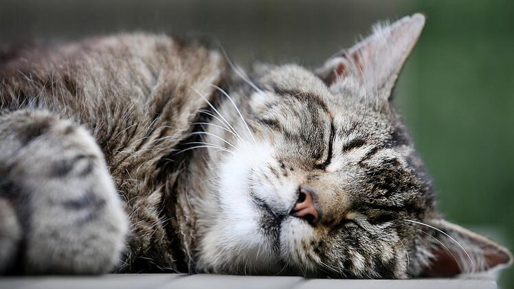 Ein Tierquäler hat mit einem Gewehr auf eine Katze geschossen. Beim Tierarzt stellt sich heraus: Es war wohl nicht der erste Angriff auf das Tier. Symbolbild: Martin Gerten/dpa