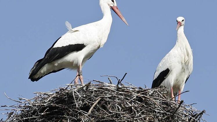 Die Melkendorfer Störche sind da.  Foto: Katrin Geyer