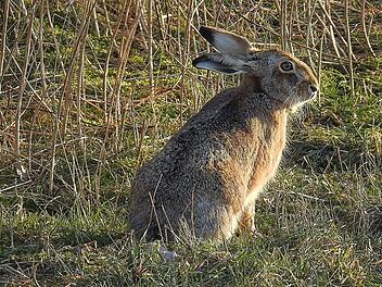Feldhase, Hase, Wildtier, Hasenpest