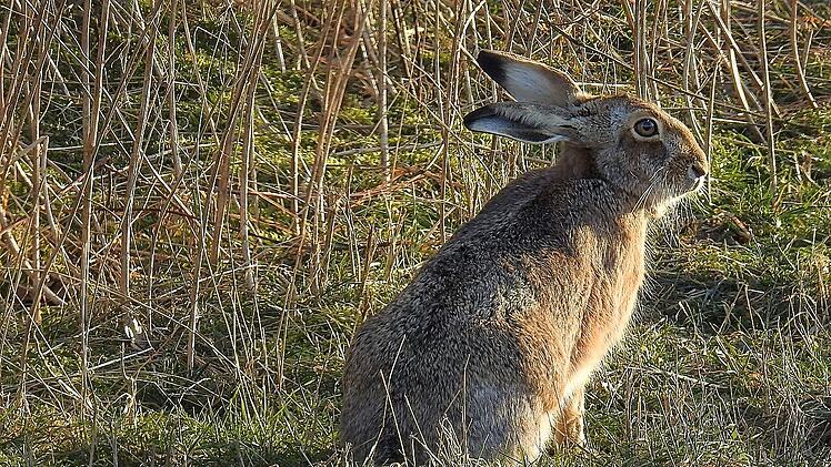 Feldhase, Hase, Wildtier, Hasenpest