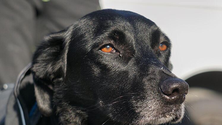 Rettungshund Urgel ist einer der wenigen Personensuchhunde des BRK in Unterfranken. privat