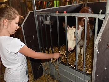 Auch ein Besuch der kleinen Kälbchen stand am Dienstag auf dem Stundenplan der ersten und zweiten Klassen der Großheirather Schule . Foto: Gabi Arnold