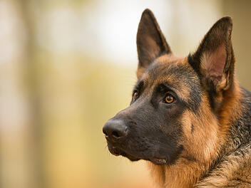 Auto erfasst Schäferhund bei Mellrichstadt