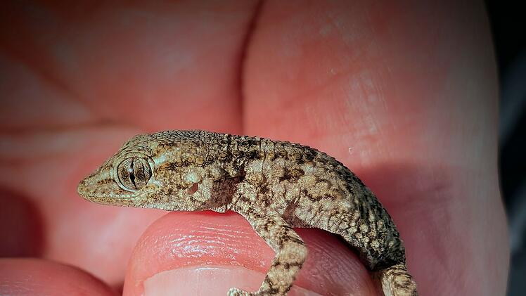 Lebender Gecko in Packung mit Rucola-Salat gefunden