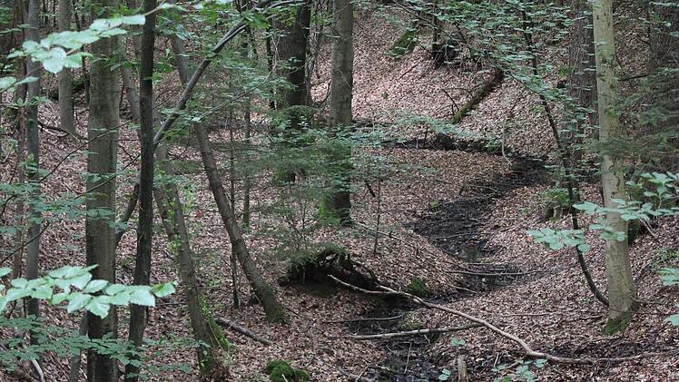 Leserwanderung im Hauptsmoorwald. Foto: Michael Memmel