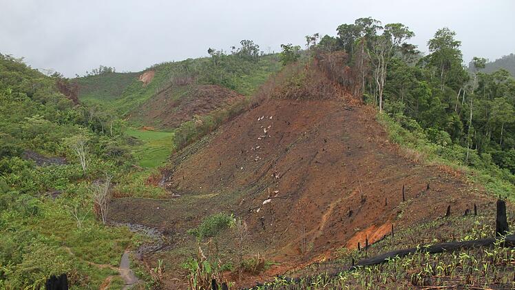 Forscher warnen: Inselreptilien sterben unbemerkt aus