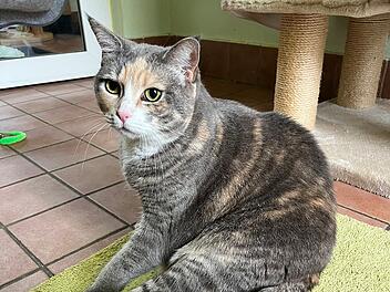 Tierheim Bamberg: Fr&uuml;herer Besitzer meinte es "zu gut" mit Katze Bandi