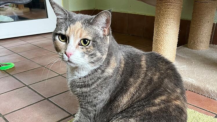 Tierheim Bamberg: Fr&uuml;herer Besitzer meinte es "zu gut" mit Katze Bandi