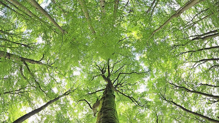 Rotbuchen sind elementarer Bestandteil des Steigerwaldes. Um sie und ihren Schutz dreht sich alles, wenn es um den Streit zwischen Befürwortern und Gegnern eines Nationalparks Steigerwald geht. Foto: David Ebener/dpa
