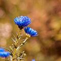 Zu den besonders beliebten Stauden im  Herbst und Winter gehören auch Astern. Foto: Pezibear/ pixabay.com