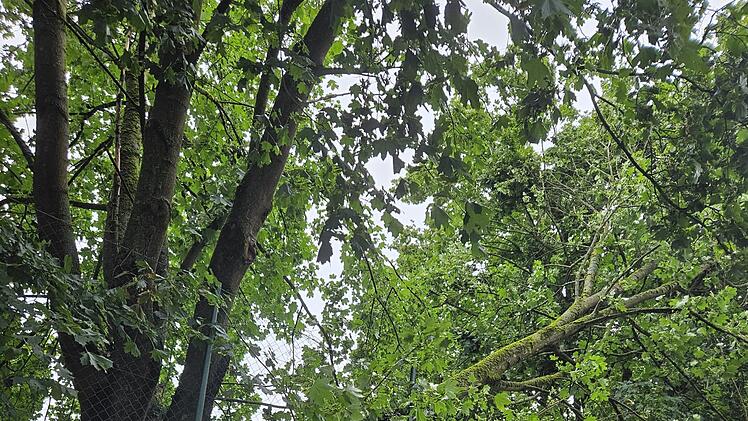 Marktrodach von Unwetter gebeutelt - verwüstete Friedhöfe, umgestürzte Bäume, geschlossenes Freibad