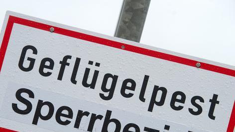 Vogelgrippe in Mecklenburg-Vorpommern