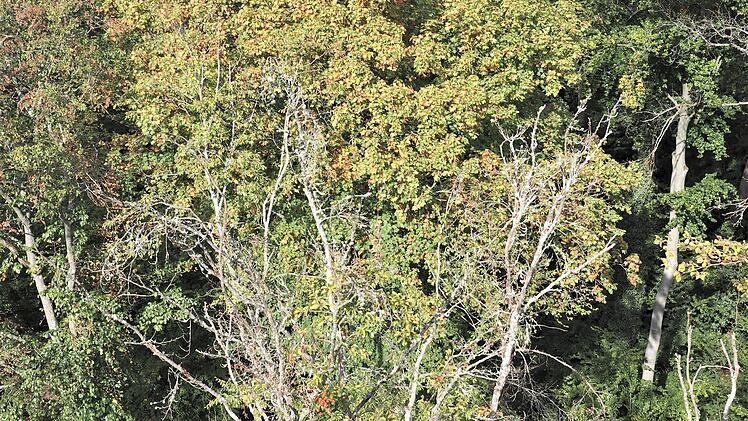 Bamberg: Hain und Stadt im Klimawandel - B&uuml;rgerparkverein l&auml;dt zu Vortrag ein
