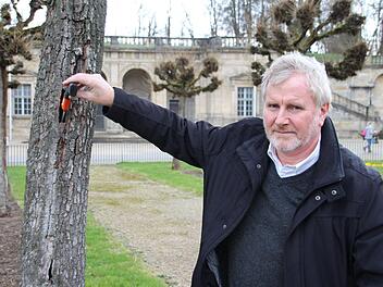 Die Säge, die Bernhard Ledermann in der Hand hält, verschwindet bis zum Griff in dem Riss, der sich fast den gesamten Stamm hinunterzieht.Foto: Ulrike Nauer