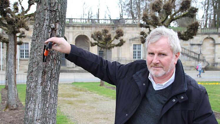 Die Säge, die Bernhard Ledermann in der Hand hält, verschwindet bis zum Griff in dem Riss, der sich fast den gesamten Stamm hinunterzieht.Foto: Ulrike Nauer