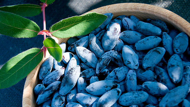 Haskap-Beere, Superfood