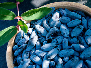 Haskap-Beere, Superfood