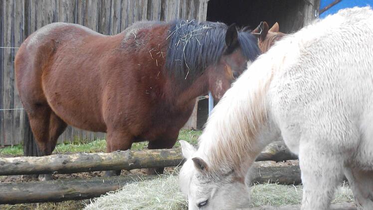 Die beiden Wallache Sunny (links) und Chino  Foto: privat